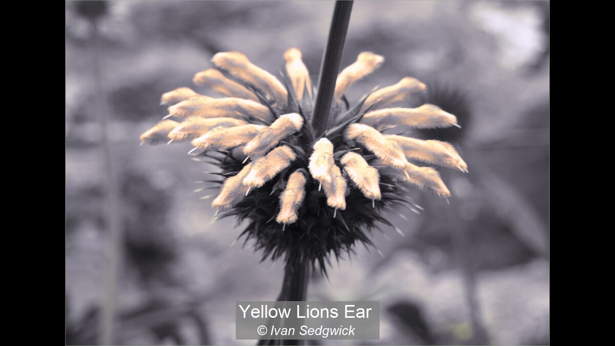 Yellow Lions Ear